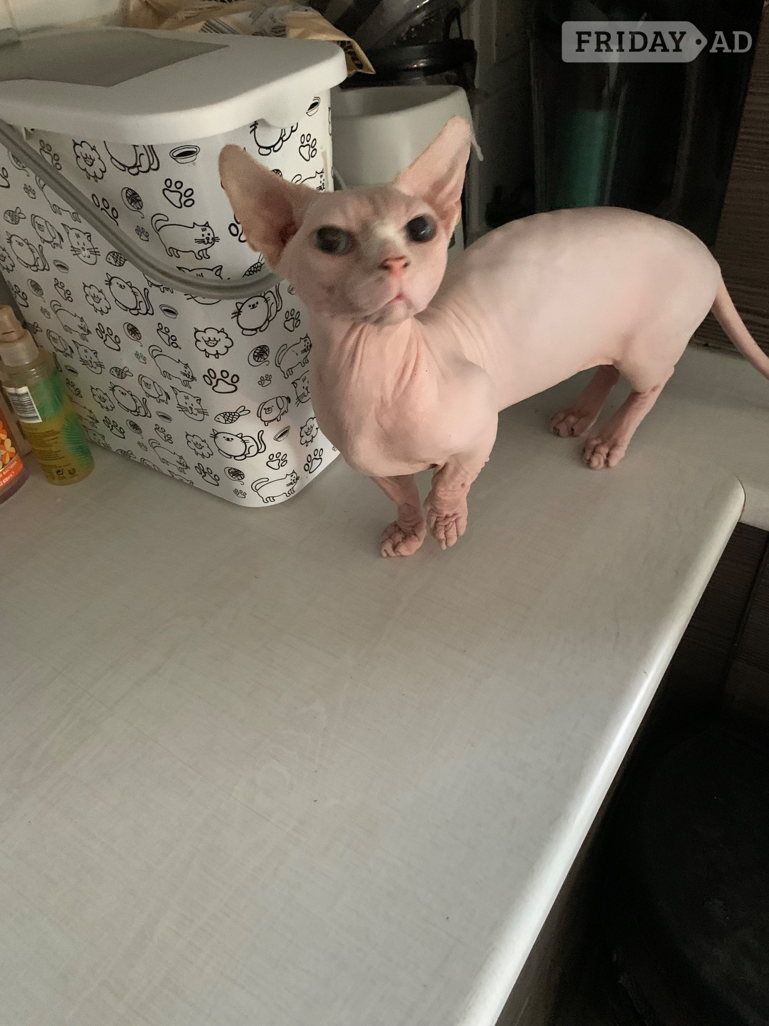 🌟 Stunning Bambino Male Available 🌟 in Dalkeith
