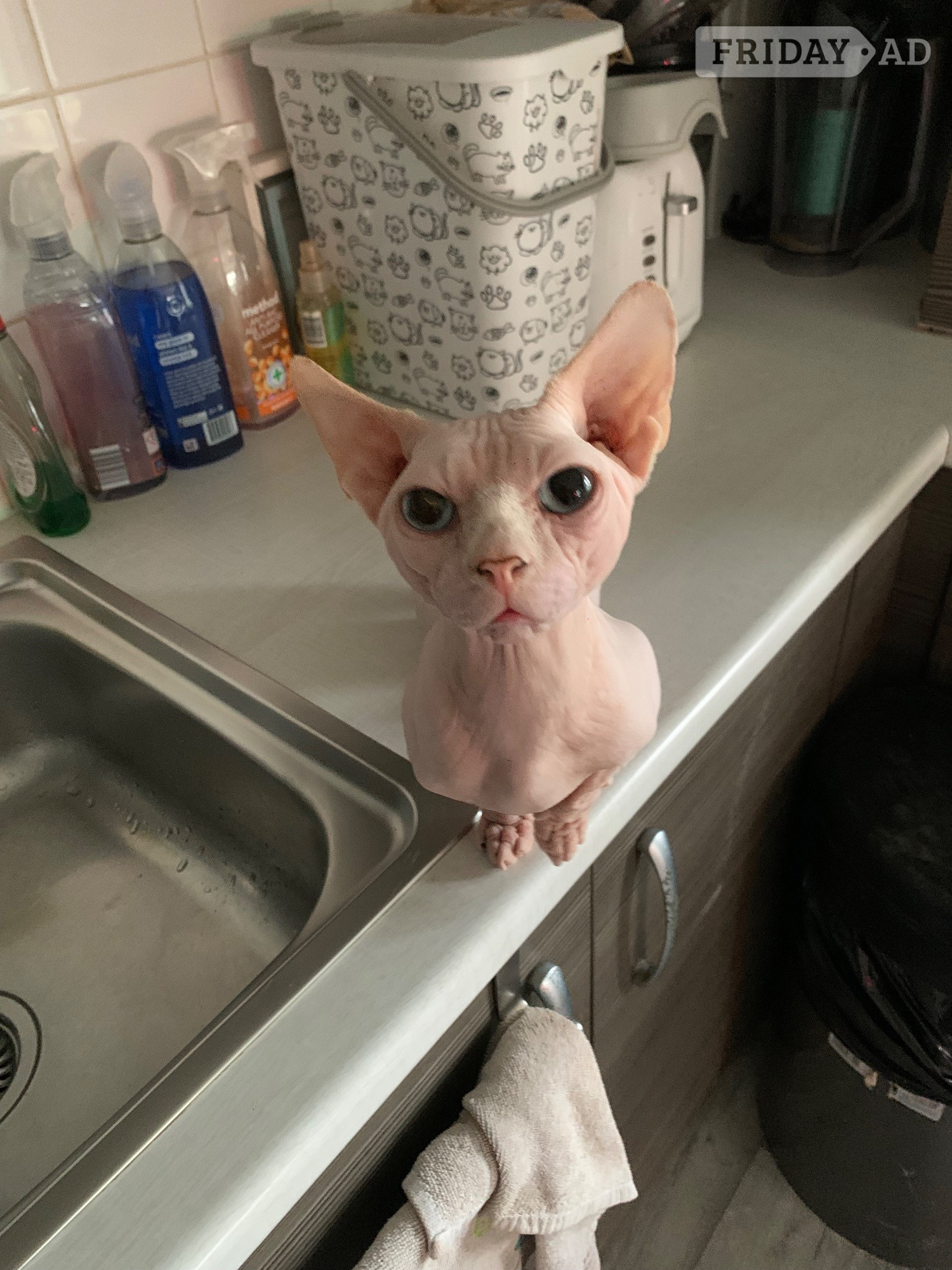 🌟 Stunning Bambino Male Available 🌟