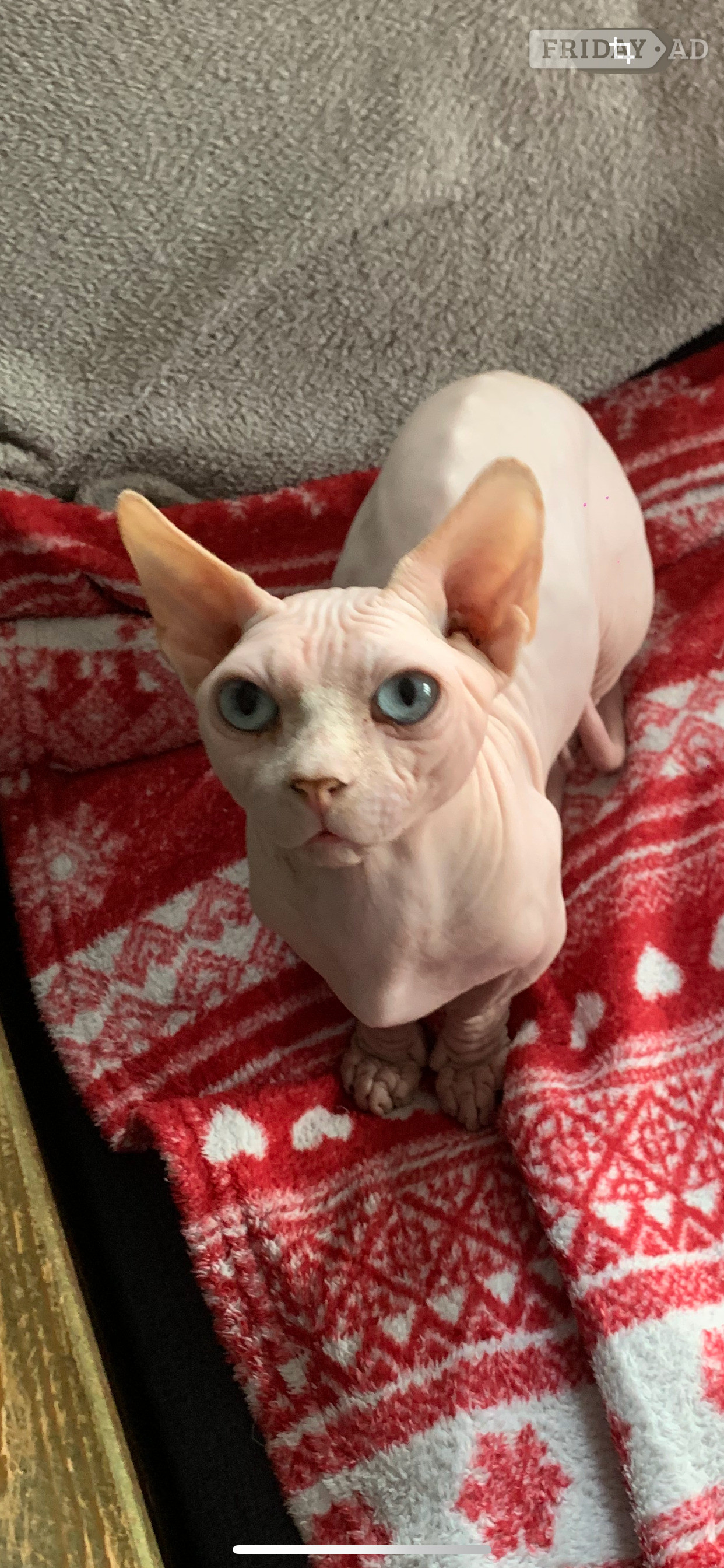 🌟 Stunning Bambino Male Available 🌟 - Cats & Kittens in Dalkeith