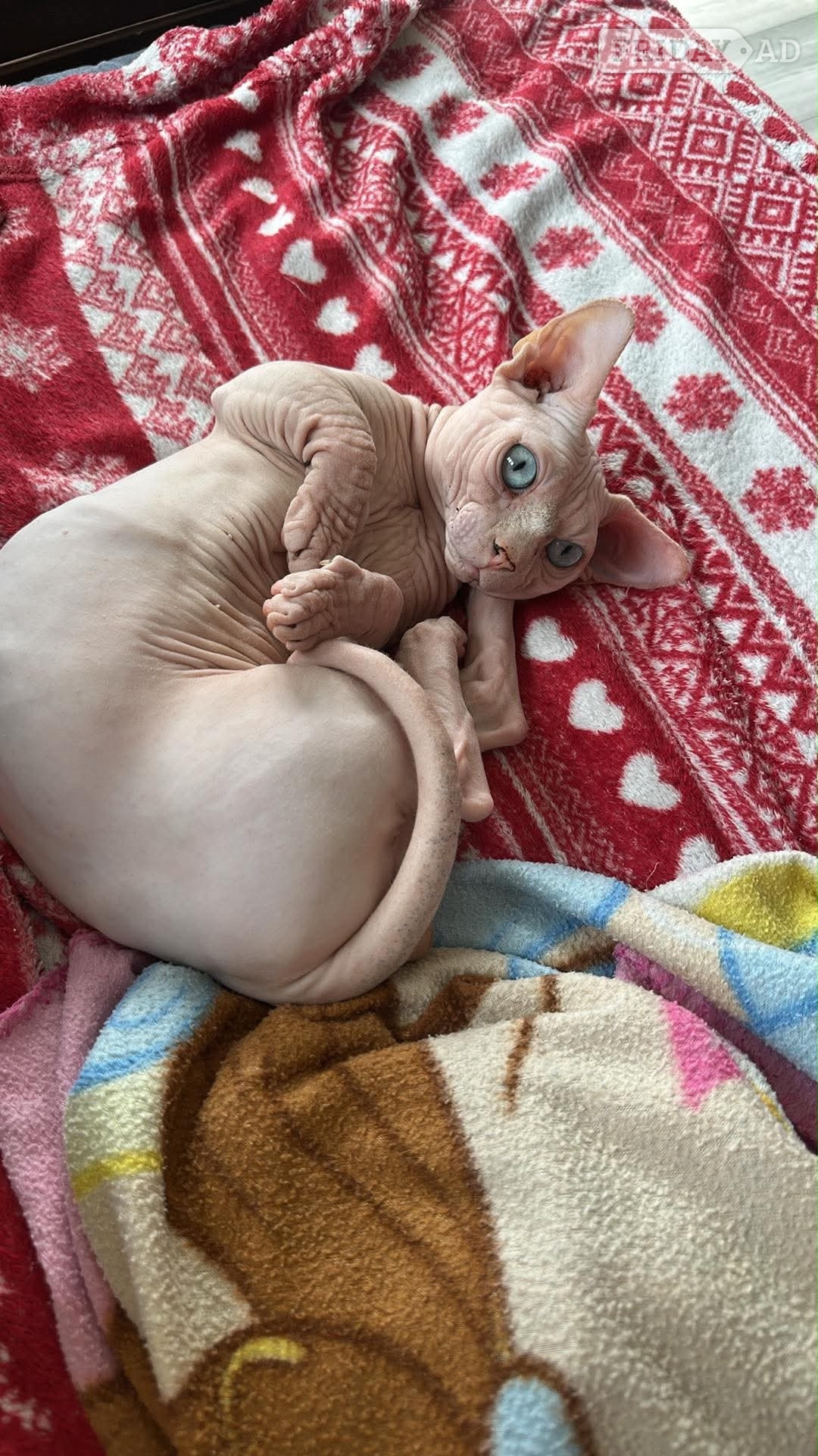 🌟 Stunning Bambino Male Available 🌟 - Cats & Kittens