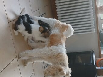 Wire haired fox terrier- 3 beautiful girls