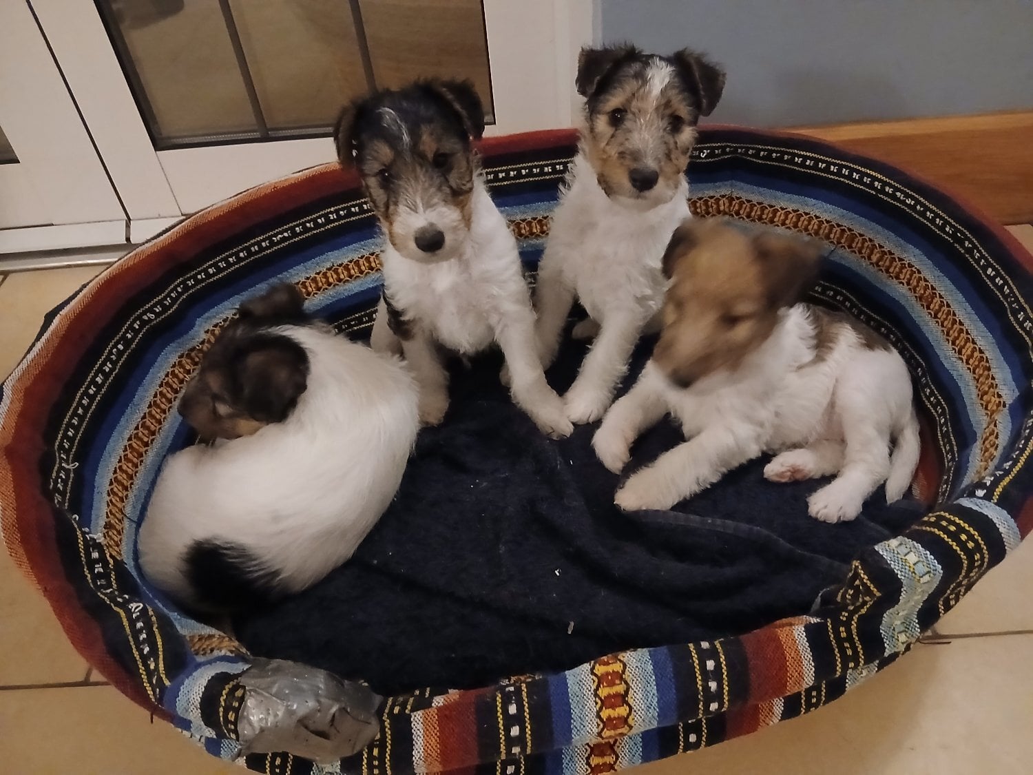 Wire haired fox terrier- 3 beautiful girls