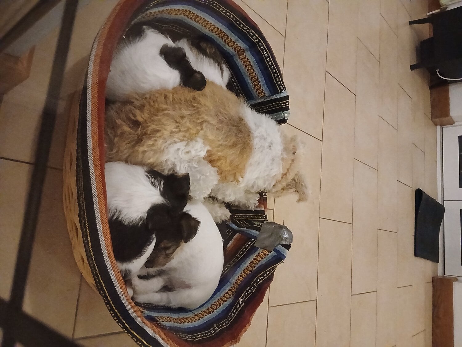 Gravesend Wire haired fox terrier- 3 beautiful girls