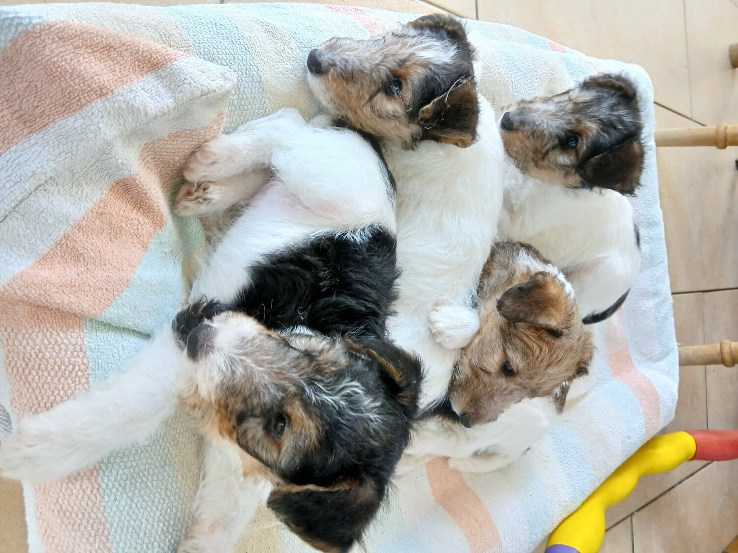 Wire haired fox terrier- 3 beautiful girls - Dogs & Puppies in Gravesend