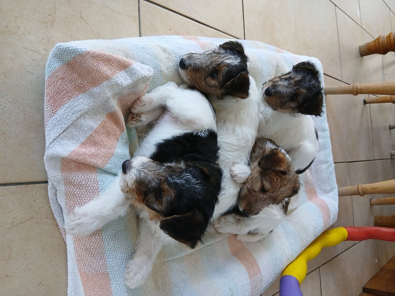 Wire haired fox terrier- 3 beautiful girls - Dogs & Puppies