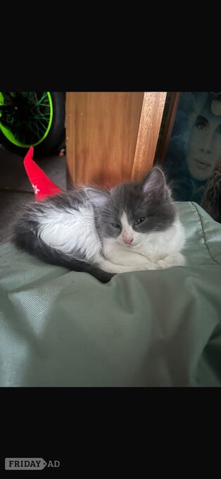 Cats for rehoming