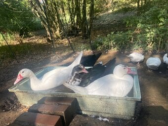 Muscovy Ducklings 14 weeks old