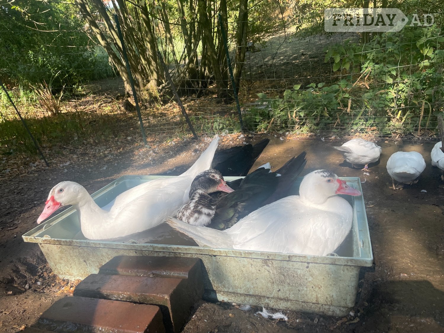 Muscovy Ducklings 14 weeks old in Great Missenden