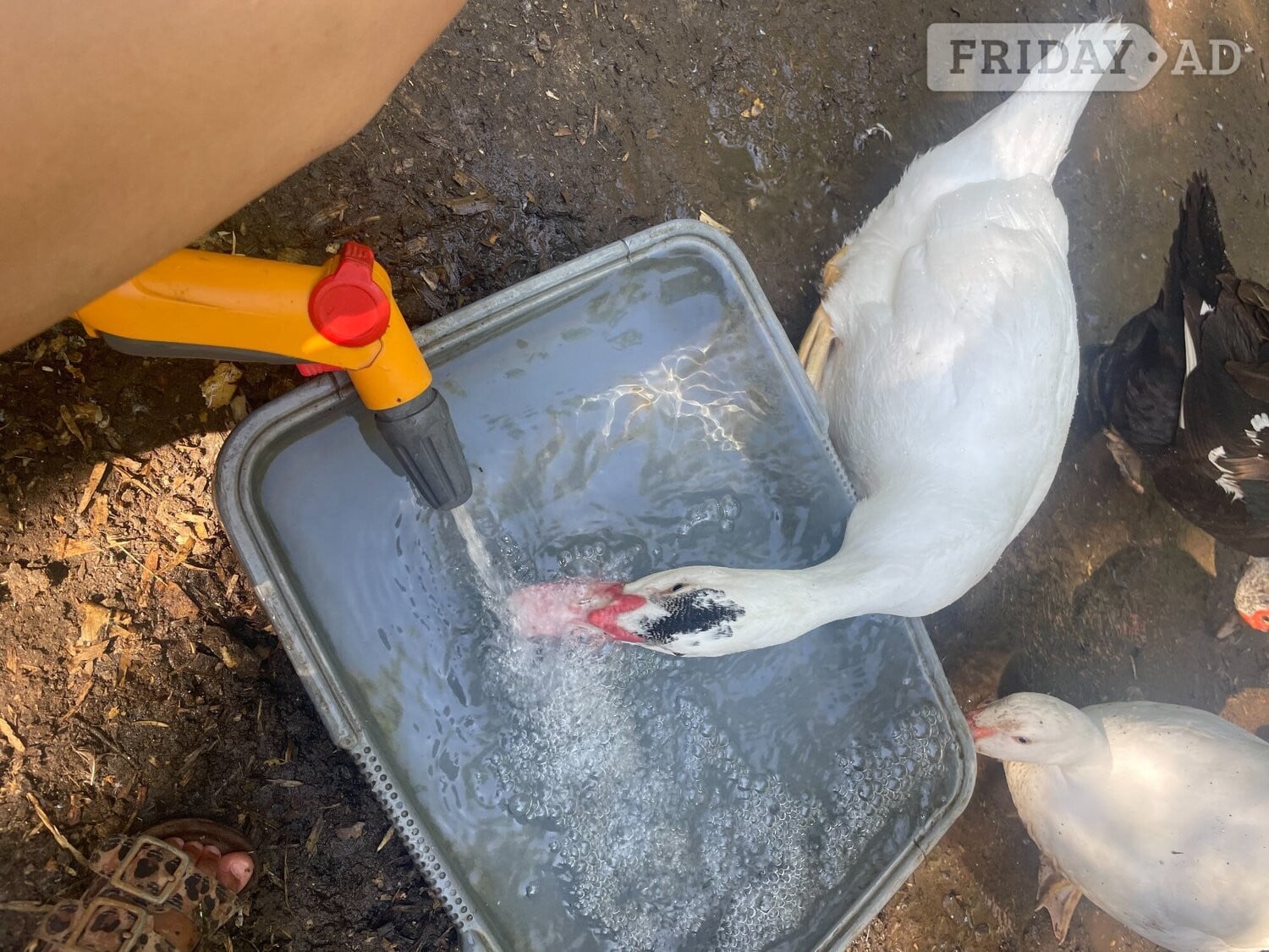 Muscovy Ducklings 14 weeks old