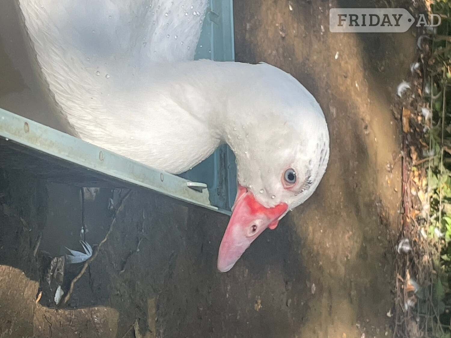 Great Missenden Muscovy Ducklings 14 weeks old