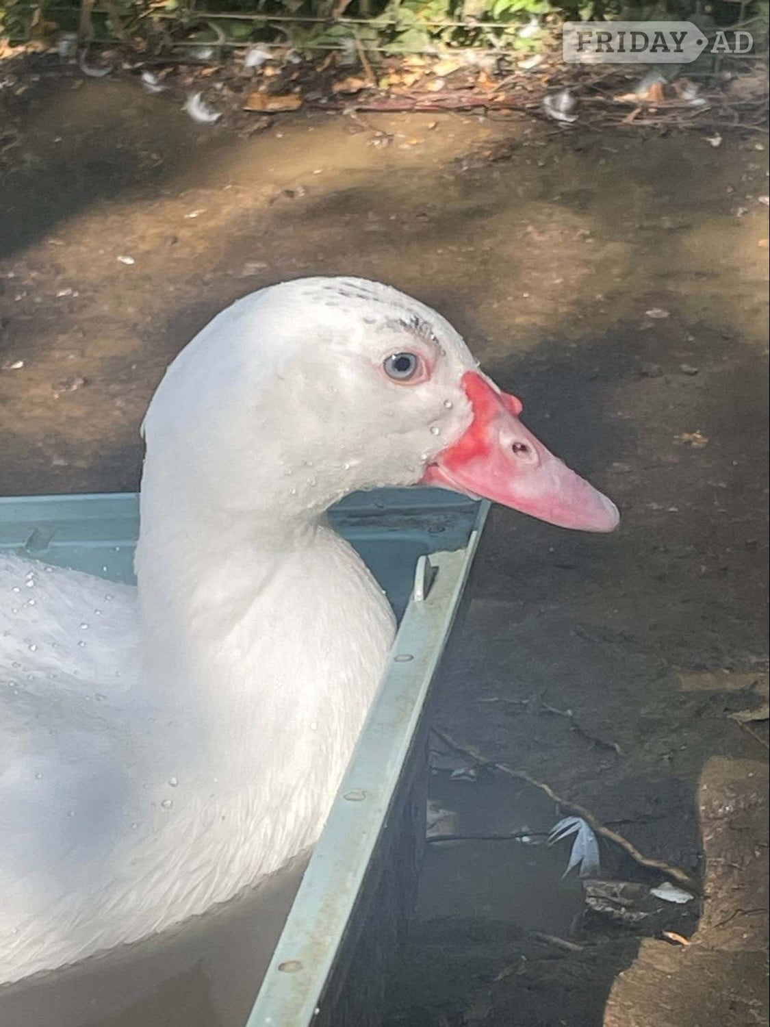 Great Missenden Muscovy Ducklings 15 weeks old