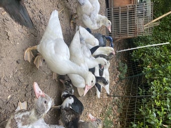 Muscovy Ducklings 7 weeks old