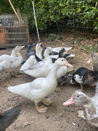 Muscovy Ducklings 7 weeks old