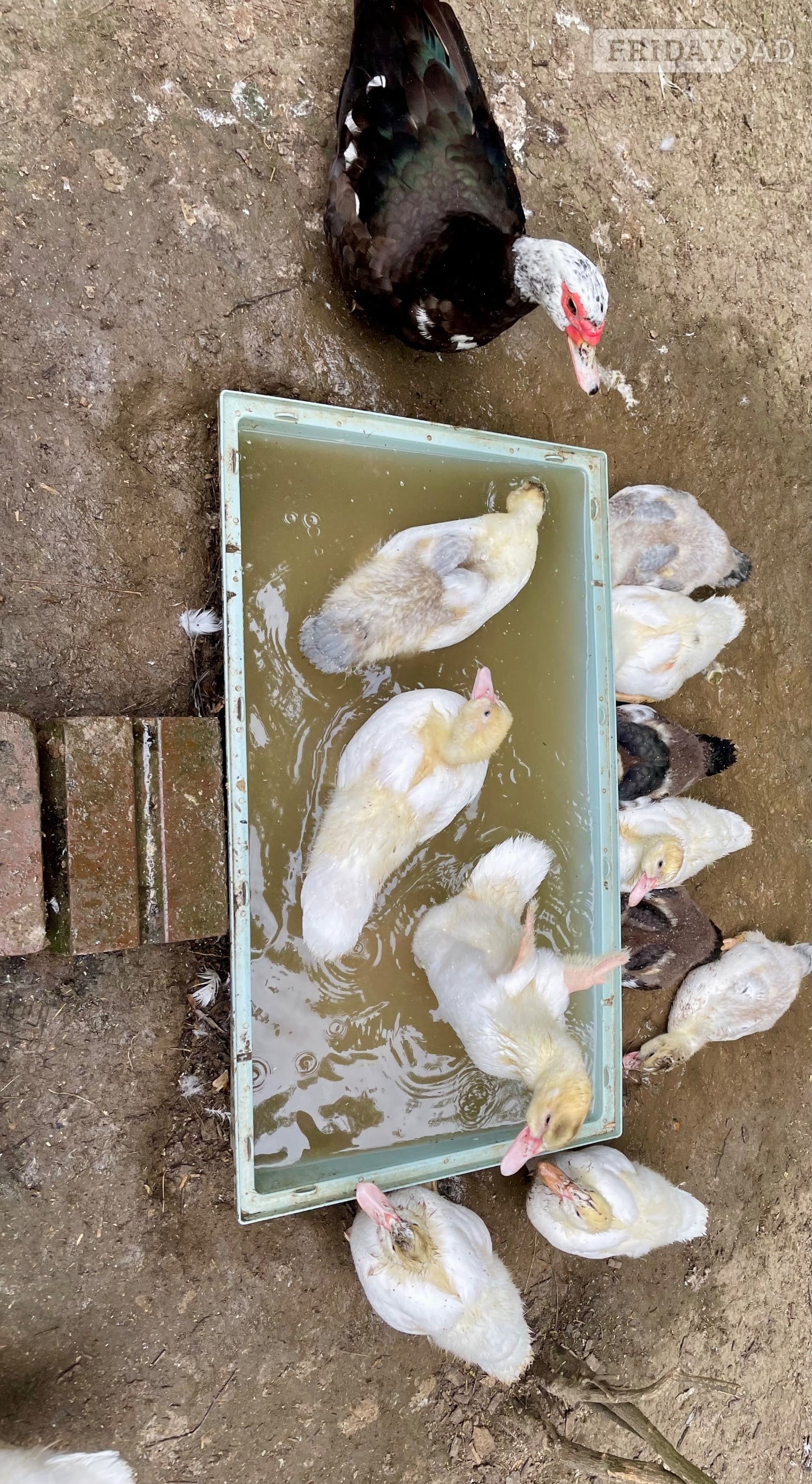 Muscovy Ducklings 7 weeks old in Great Missenden