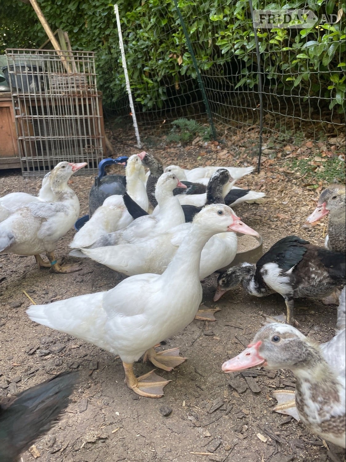 Muscovy Ducklings 11 weeks old in Great Missenden