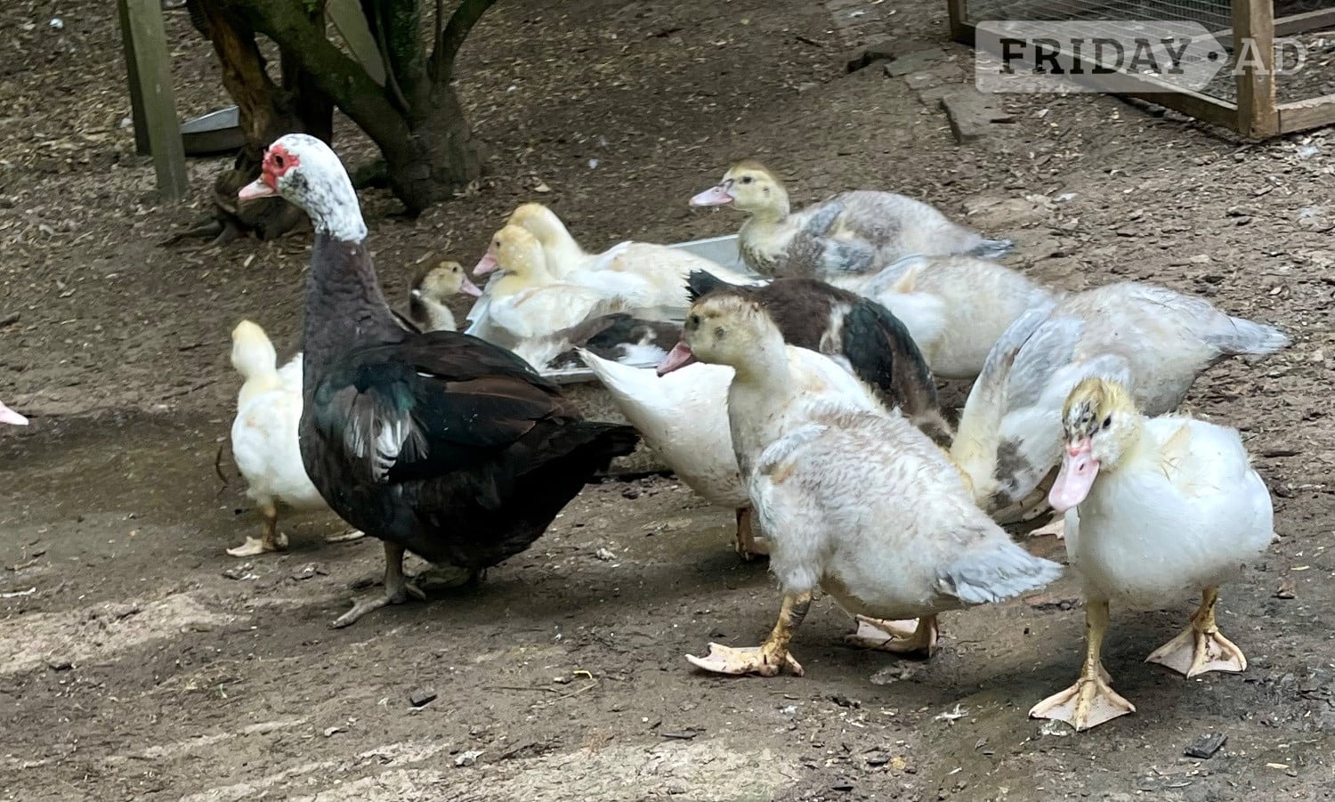 Muscovy Ducklings 7 weeks old