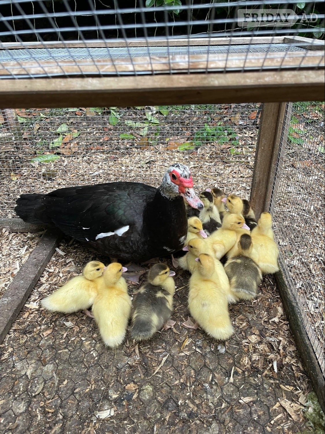 Muscovy Ducklings 11 weeks old