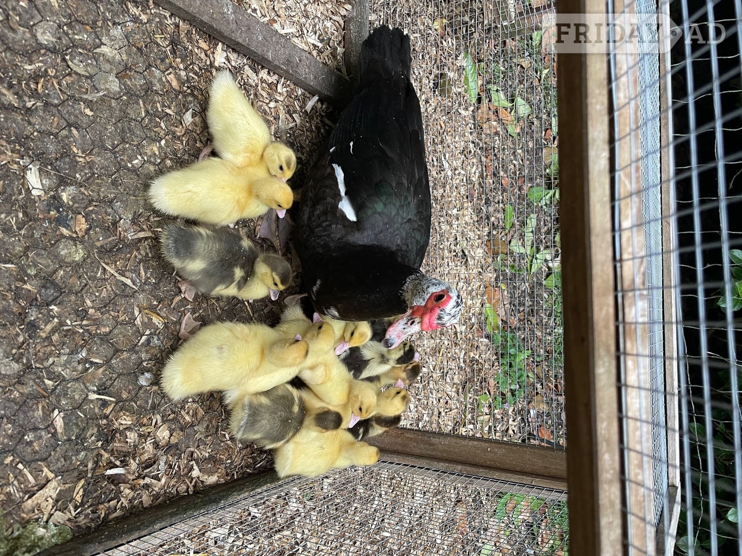 Great Missenden Muscovy Ducklings 7 weeks old