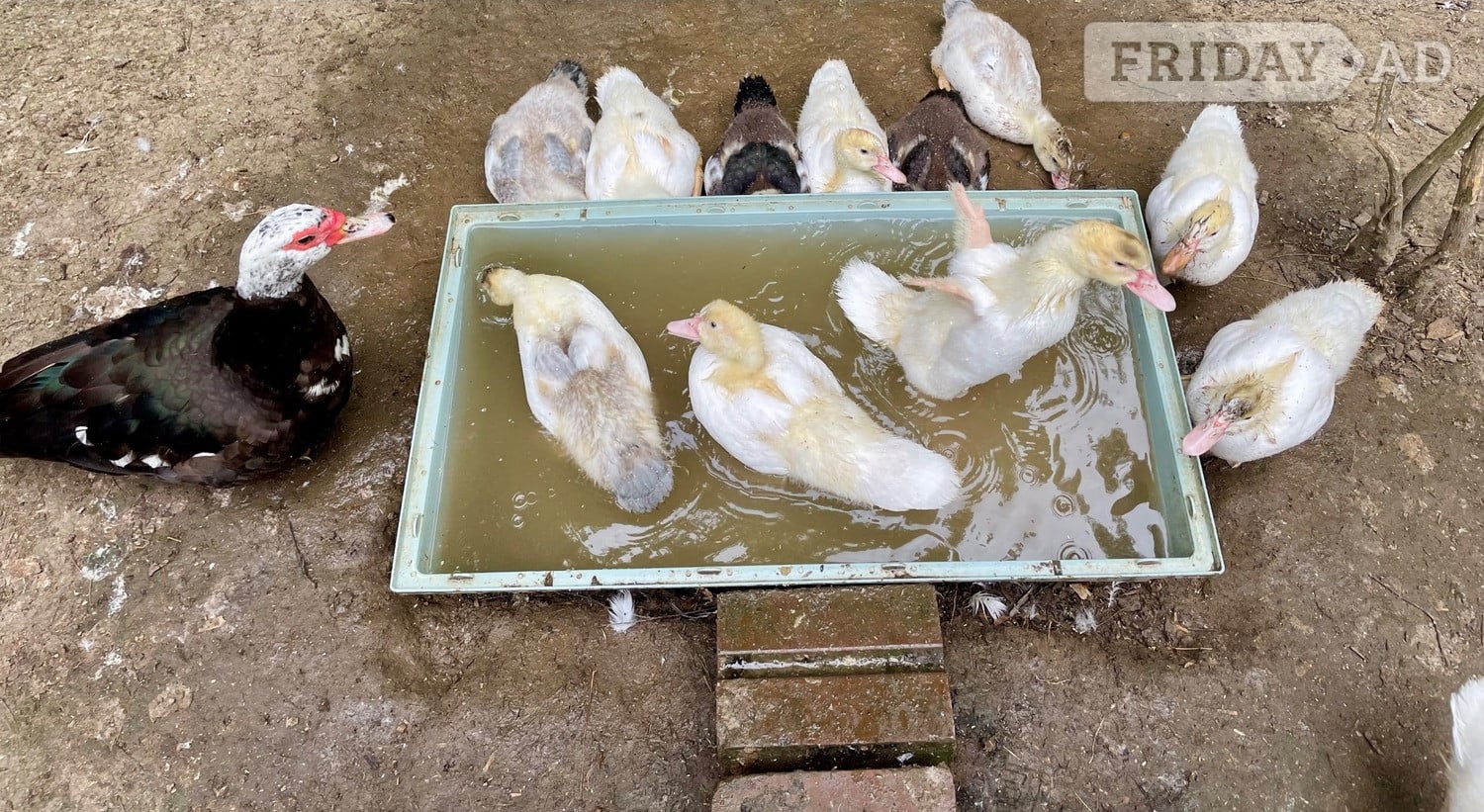 Great Missenden Muscovy Ducklings 11 weeks old