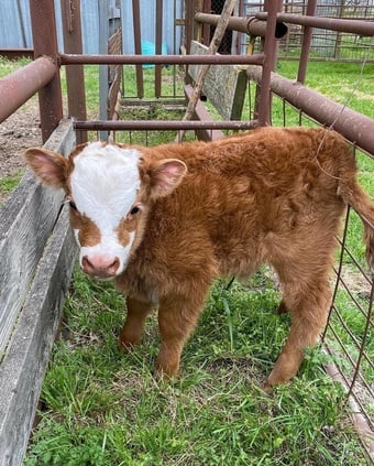 Gorgeous Mini Highland Calves – Healthy, Friendly & Well Raised