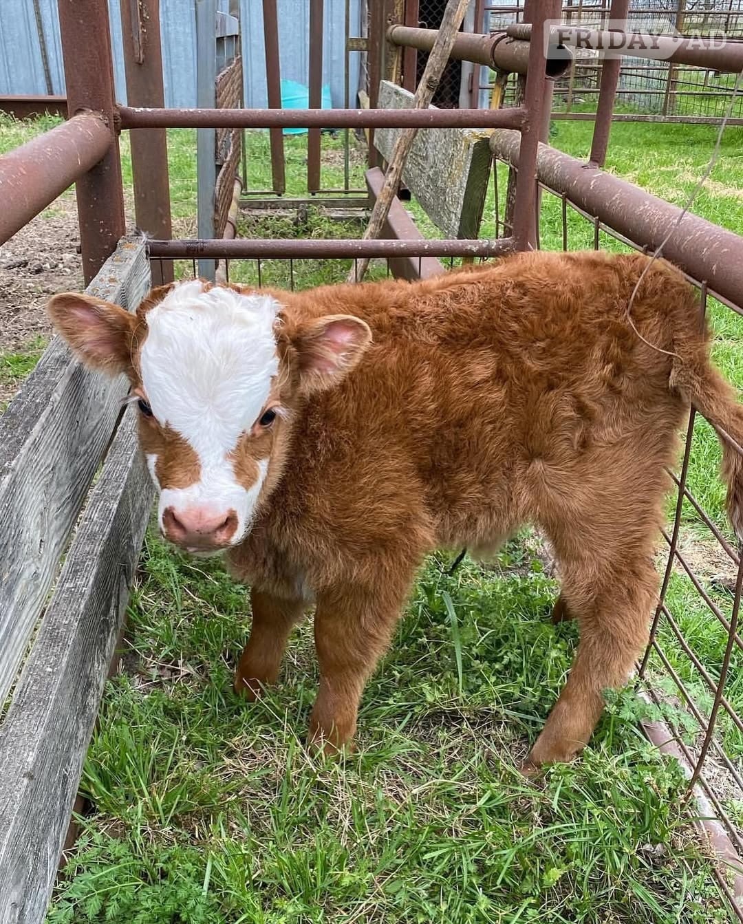 Gorgeous Mini Highland Calves – Healthy, Friendly & Well Raised in Beverley