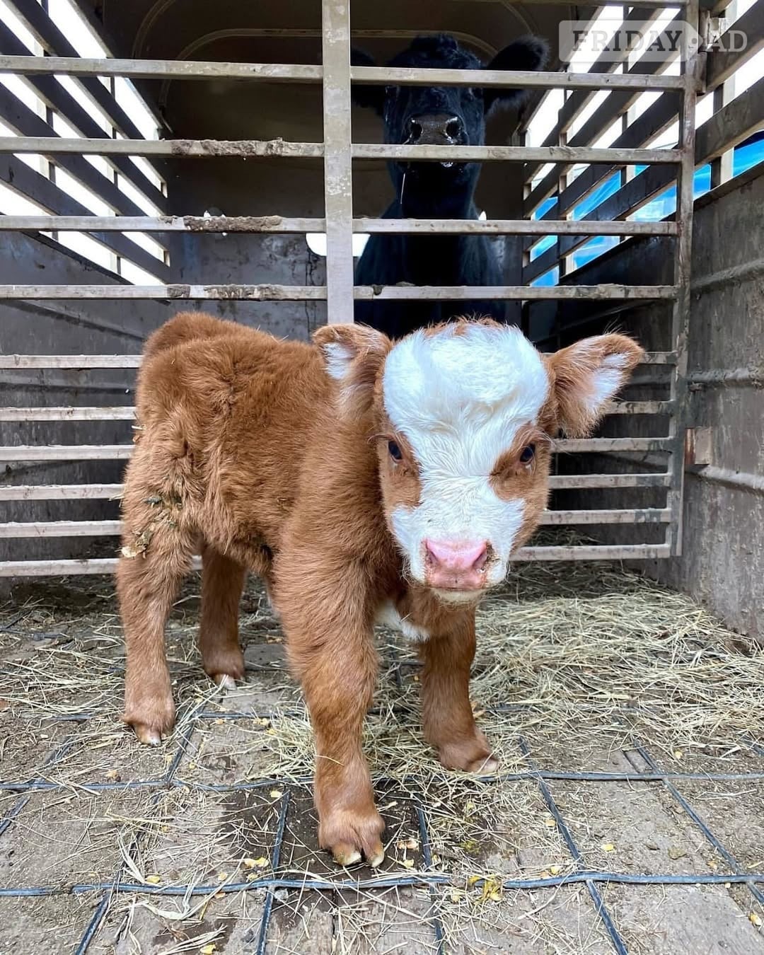 Gorgeous Mini Highland Calves – Healthy, Friendly & Well Raised