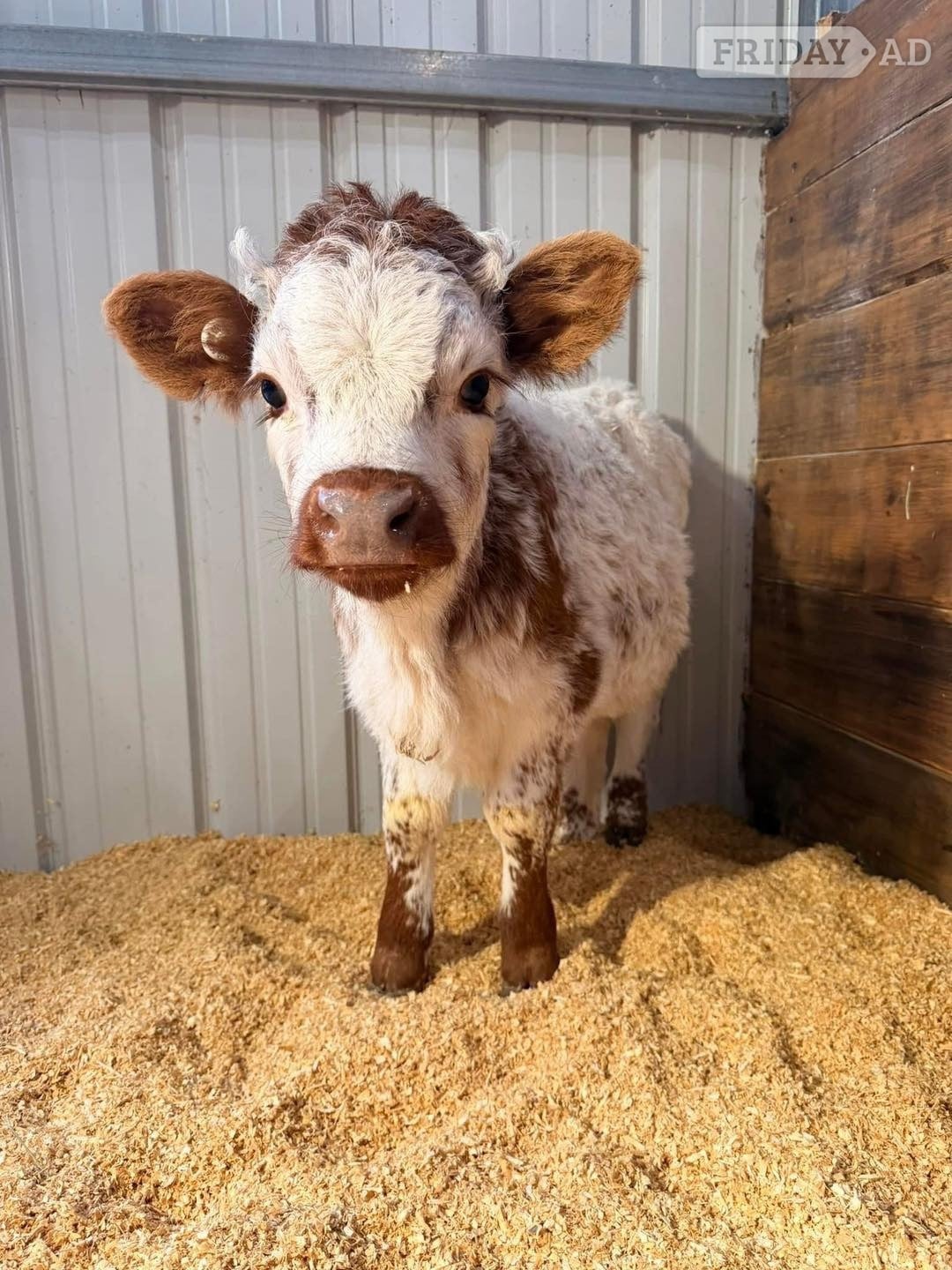 Gorgeous Mini Highland Calves – Healthy, Friendly & Well Raised - Livestock in Beverley