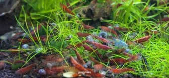 25 MIXED GRADE  RED CHERRY SHRIMP FOR AQUARIUMS.GREAT CLEAN UP CREW.