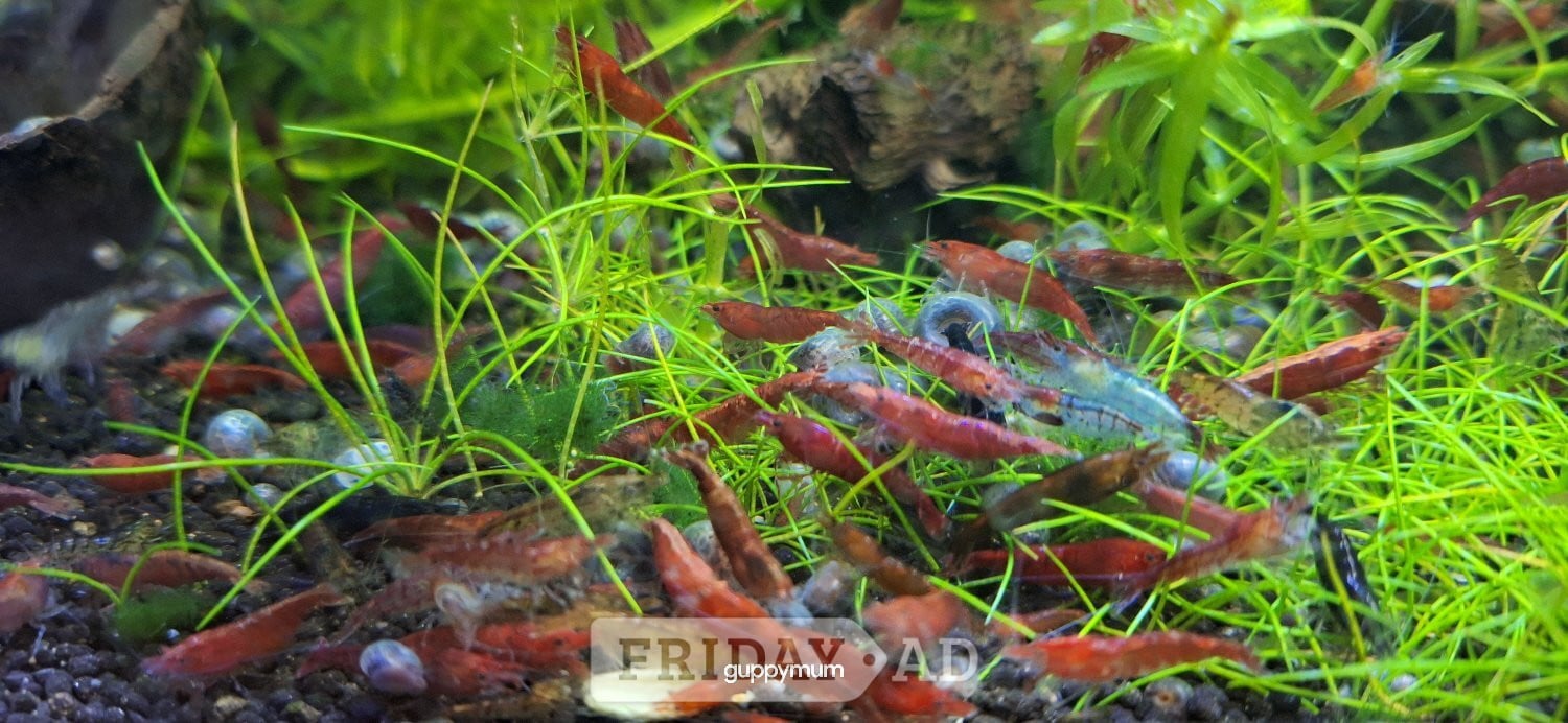 25 MIXED GRADE  RED CHERRY SHRIMP FOR AQUARIUMS.GREAT CLEAN UP CREW. in Brighton