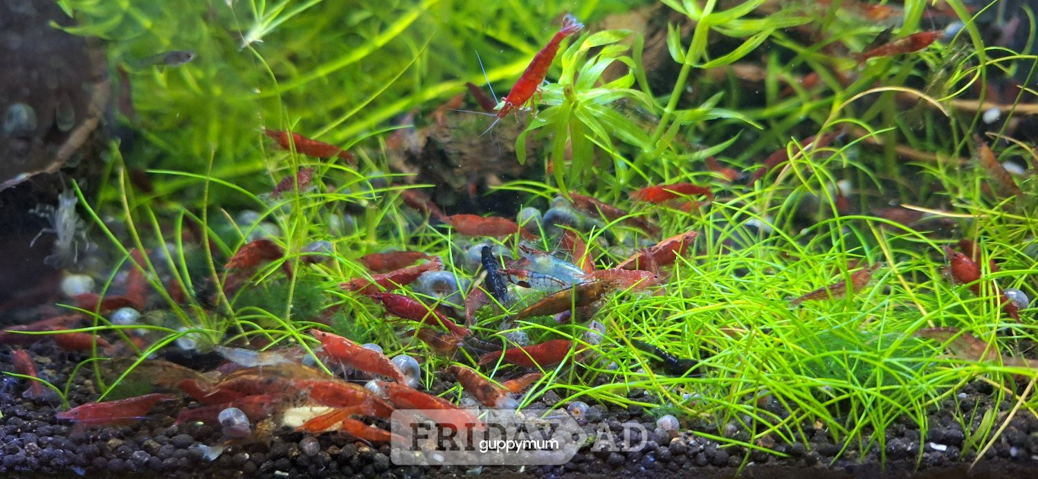 25 MIXED GRADE  RED CHERRY SHRIMP FOR AQUARIUMS.GREAT CLEAN UP CREW.