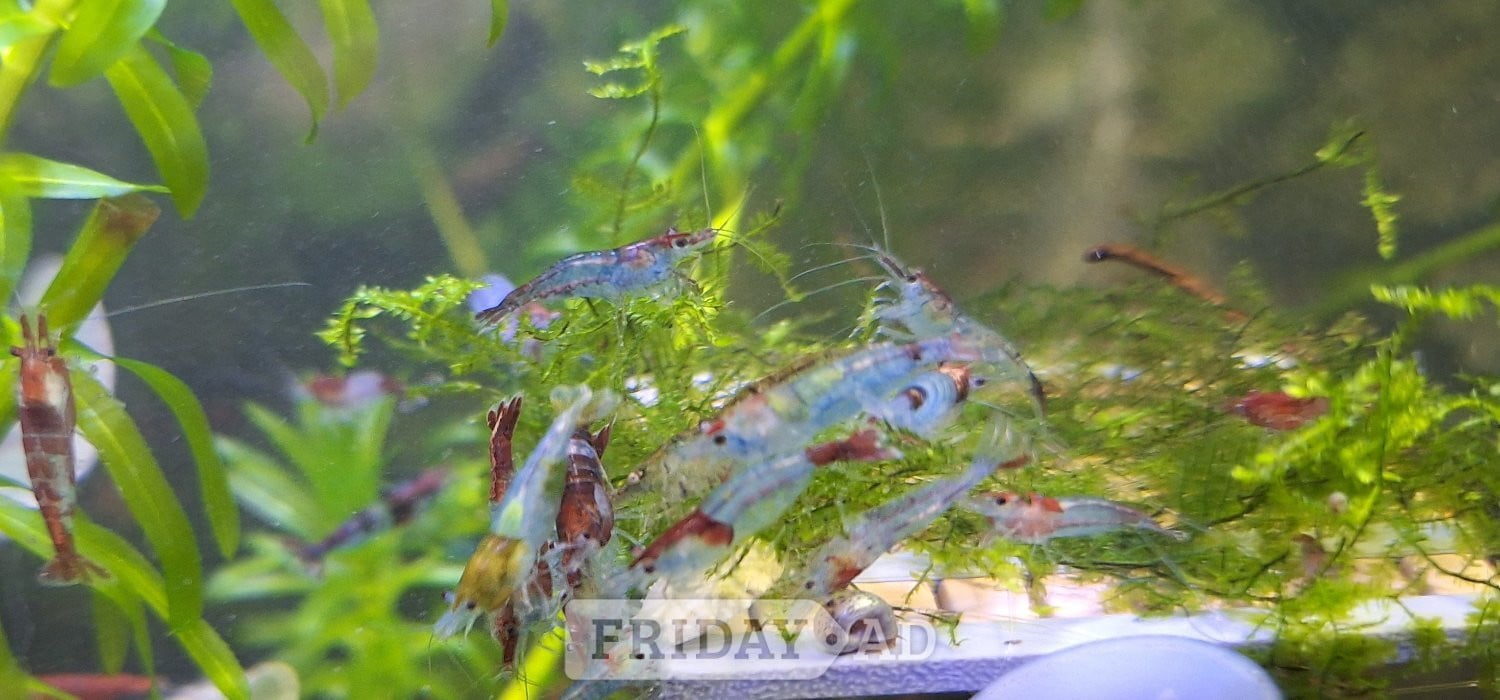 Brighton 25 MIXED GRADE  RED CHERRY SHRIMP FOR AQUARIUMS.GREAT CLEAN UP CREW.