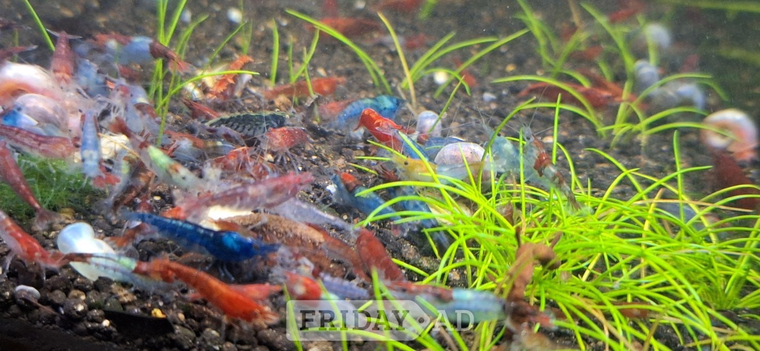 25 MIXED GRADE  RED CHERRY SHRIMP FOR AQUARIUMS.GREAT CLEAN UP CREW. - Fish & Aquatics in Brighton