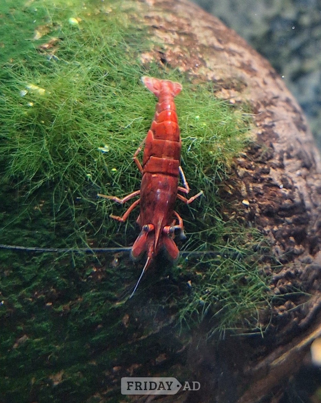 25 MIXED GRADE  RED CHERRY SHRIMP FOR AQUARIUMS.GREAT CLEAN UP CREW. - Fish & Aquatics
