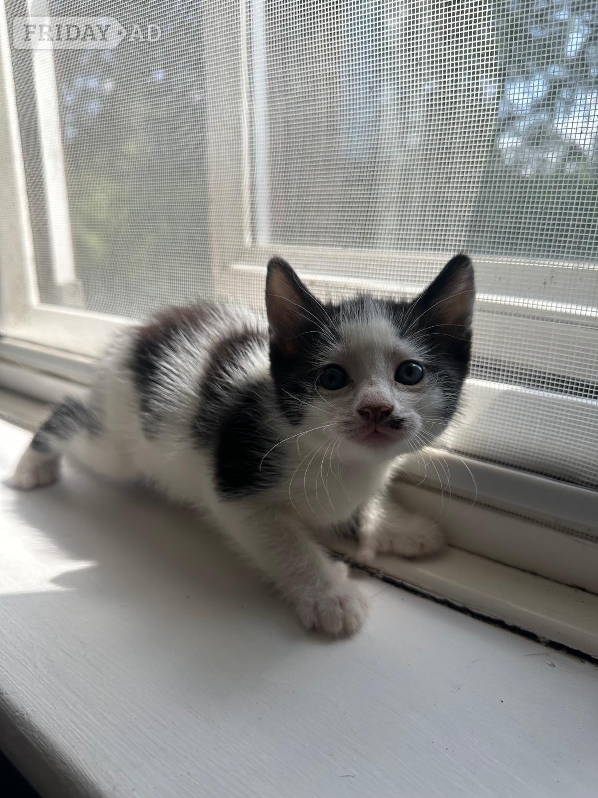 3 kittens for sale, a boy and a girl polydactyl and a girl  in Horsham