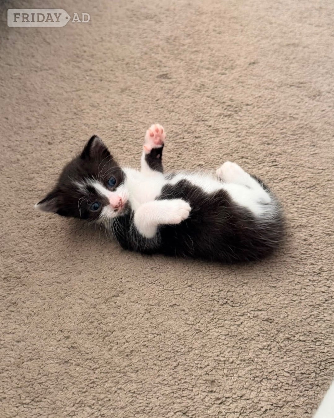 3 kittens for sale, a boy and a girl polydactyl and a girl 
