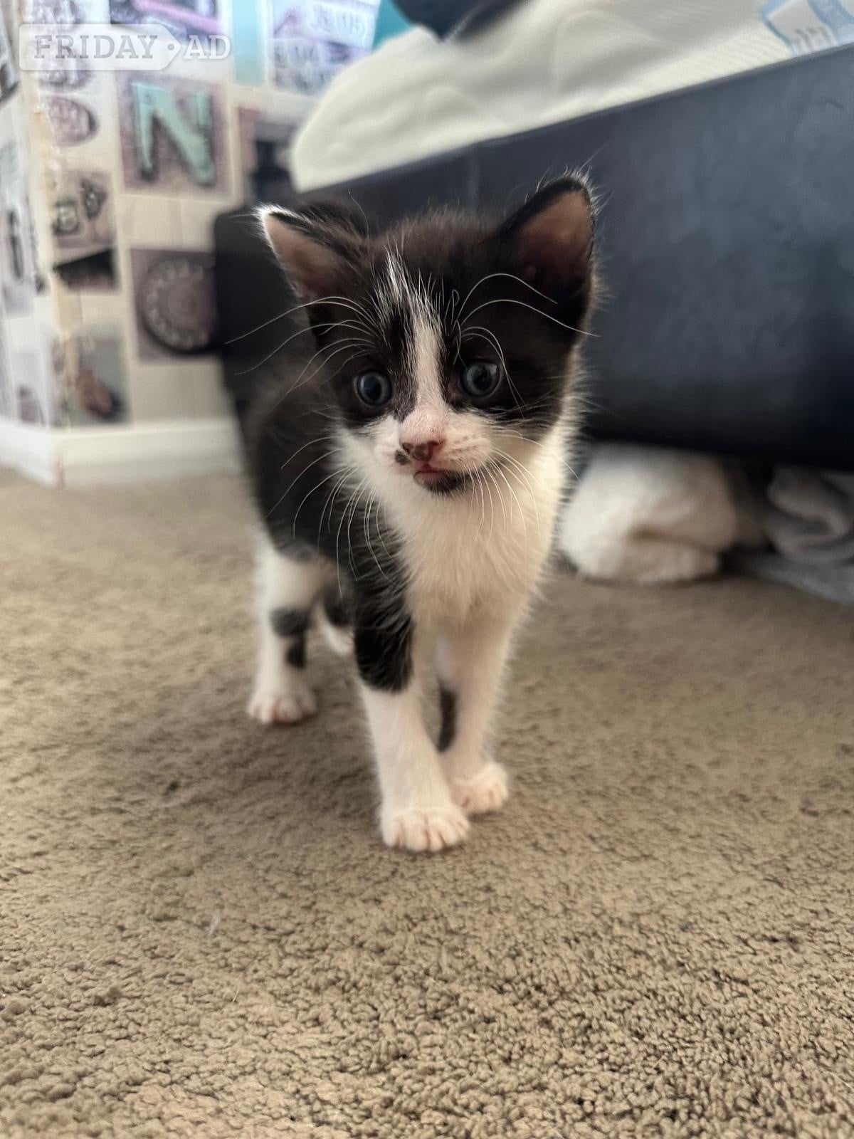 Horsham 3 kittens for sale, a boy and a girl polydactyl and a girl 