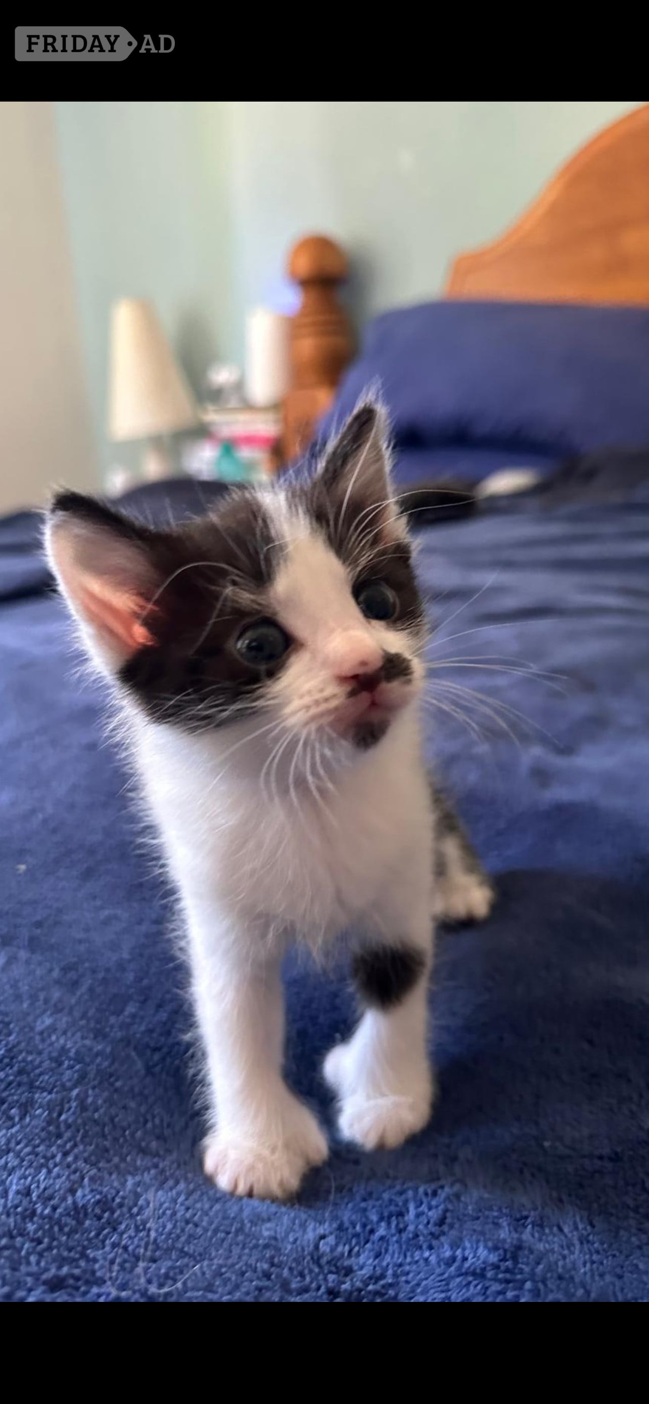 3 kittens for sale, a boy and a girl polydactyl and a girl  - Cats & Kittens in Horsham