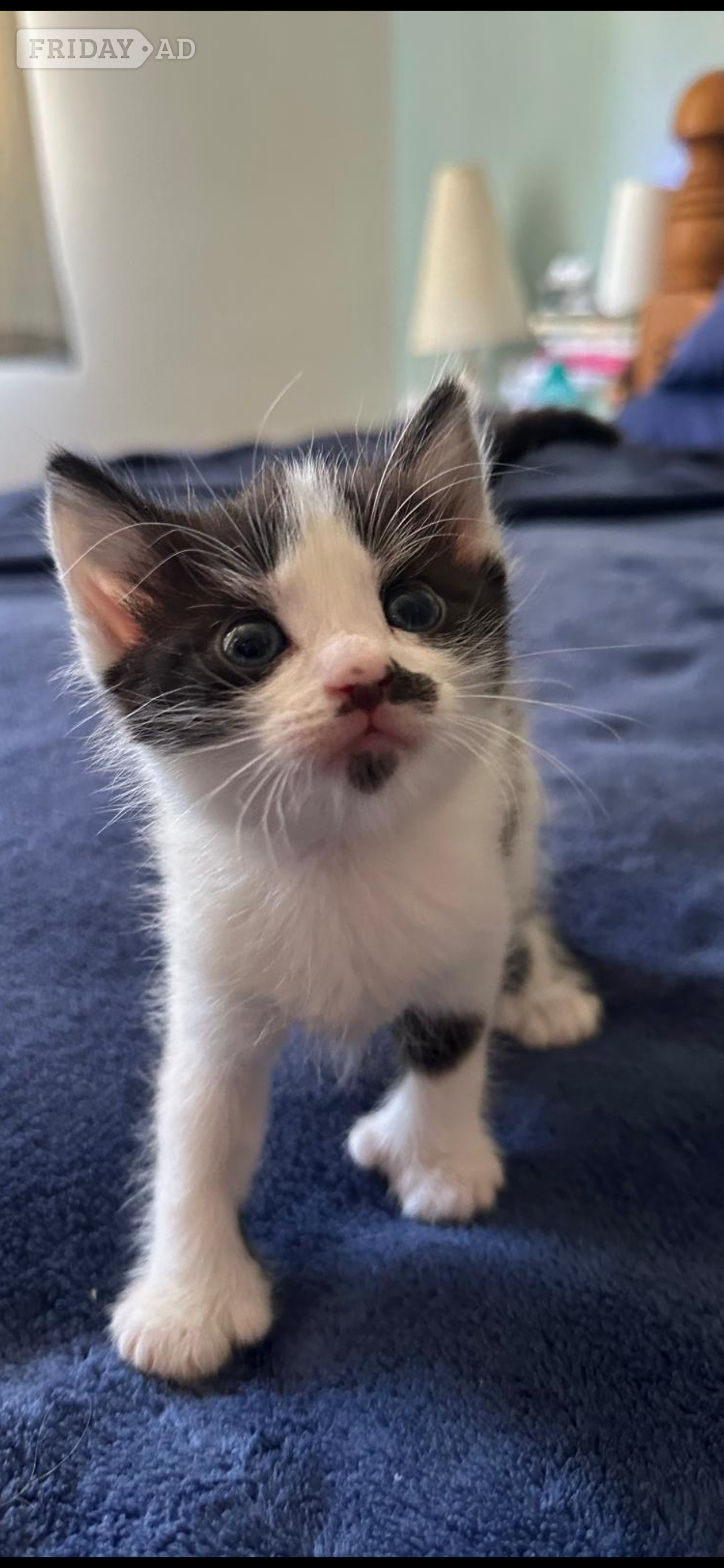 3 kittens for sale, a boy and a girl polydactyl and a girl  - Cats & Kittens