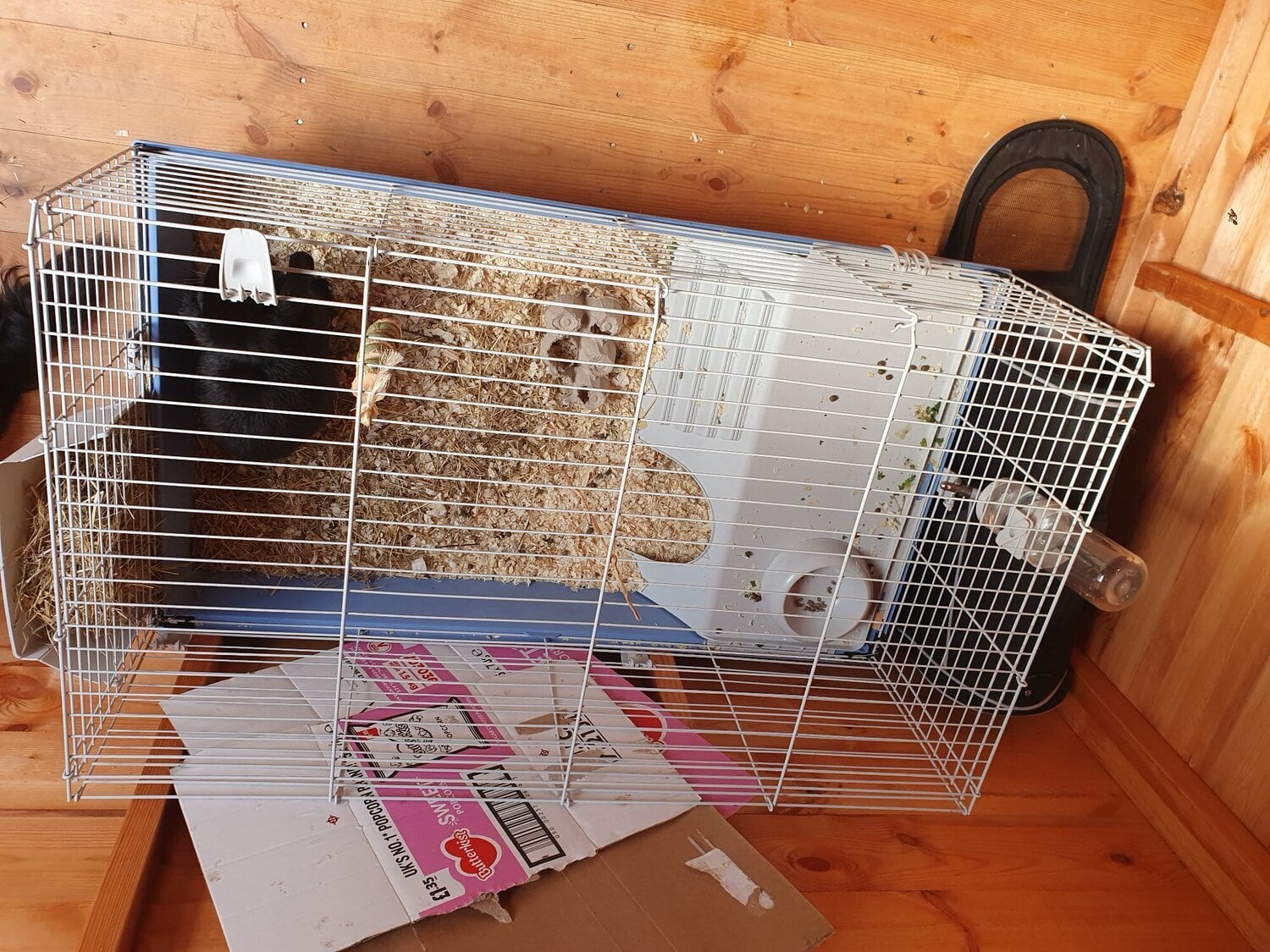 5/6 month old black with grey feet rabbit