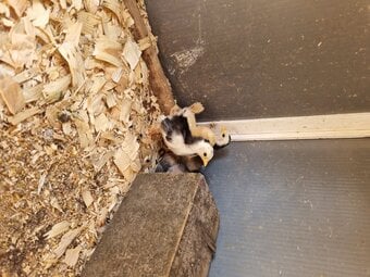 3x 6 weeks old serama chicks. 