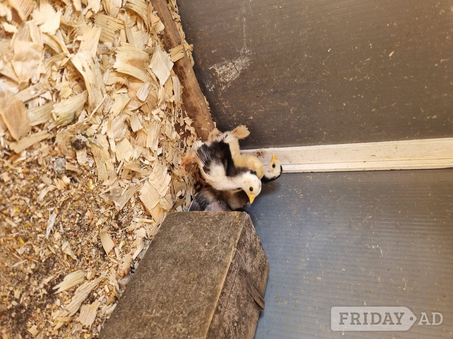 3x 6 weeks old serama chicks.  in Eastbourne