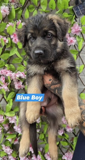 Ready for new homes German Shepherd puppies 