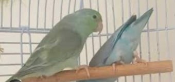 Parrotlet pair for sale blue male green female 