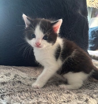 Black and White kitten 