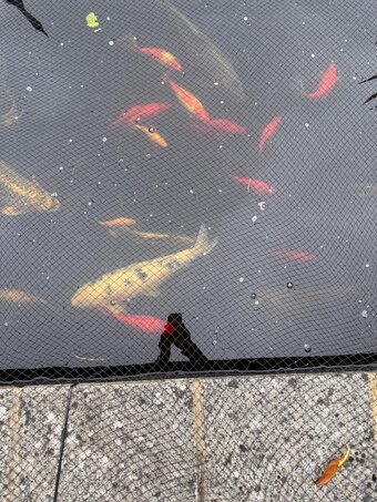 Koy and Pond Gold Fish For Sale Various Colours