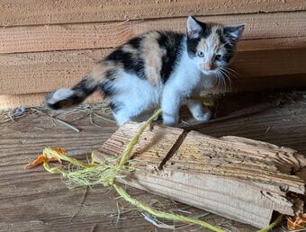 5 lovely kittens 