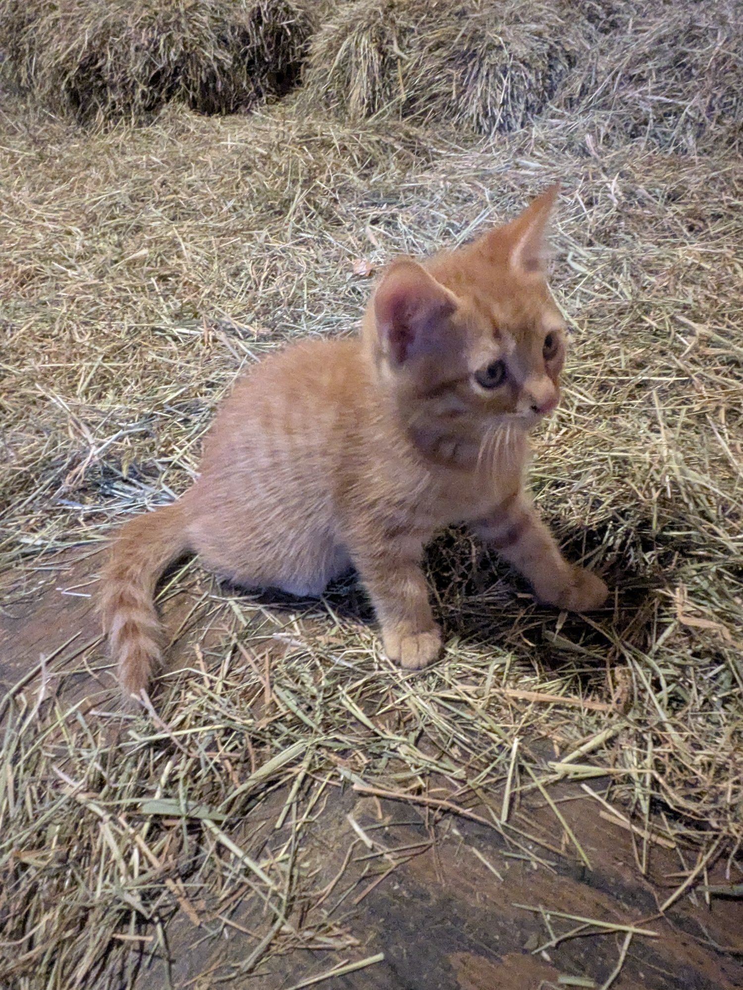 5 lovely kittens 