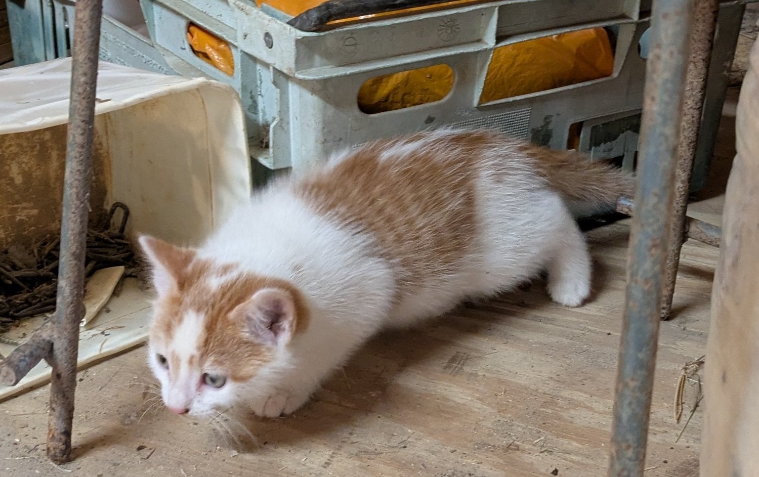 Robertsbridge 5 lovely kittens 
