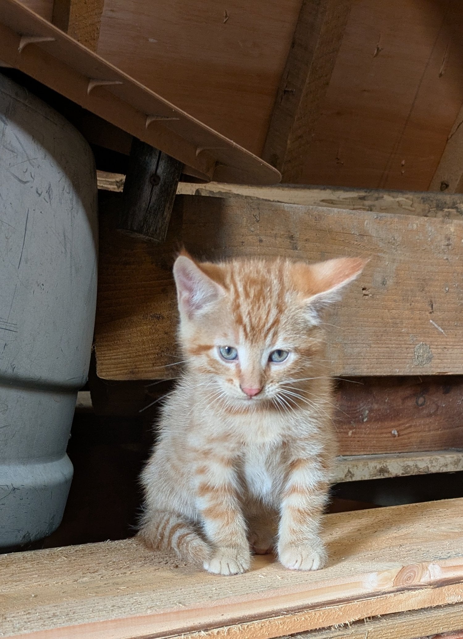 5 lovely kittens  - Cats & Kittens in Robertsbridge