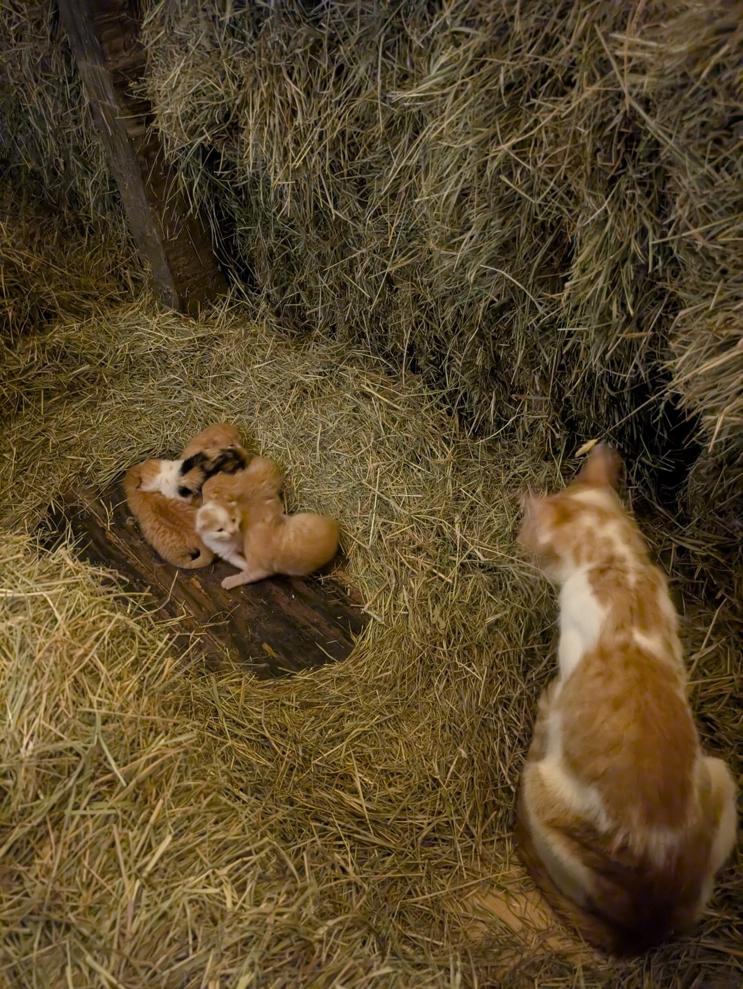 5 lovely kittens  - Cats & Kittens